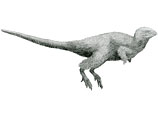  Kulindadromeus zabaikalicus -   -        