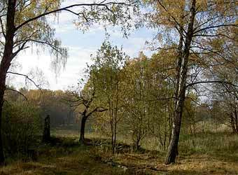   ,    Groupneman.ru