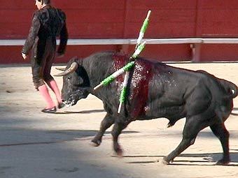 .    animalrights.org 