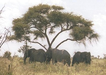    africa.travel.ru