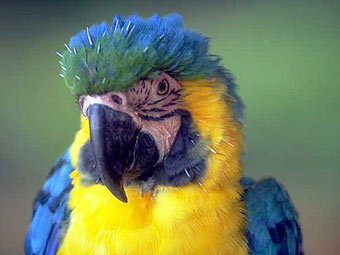  .    wildlifepictures.com  