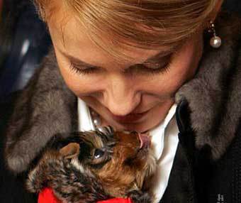    ,   tymoshenko.com.ua