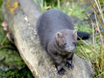    essexbiodiversity.org.uk