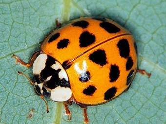 Harmonia axyridis.    entomology.unl.edu