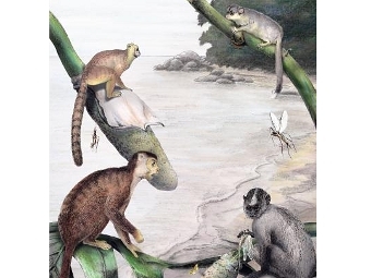 Afrotarsius ( )    .  Mark A. Klingler/Carnegie Museum of Natural History, Pittsburgh, Pa