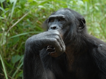 Pan paniscus.  Pierre Fidenci.