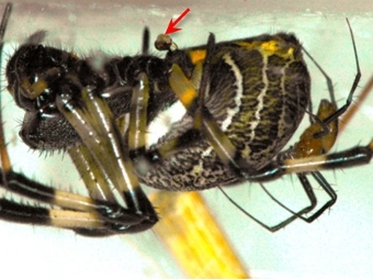  ()   Nephilengys malabarensis.      .  Qi Qi Li.