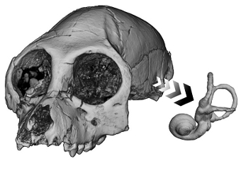      Aegyptopithecus zeuxis,     .  Timothy Ryan/Pennsylvania State University