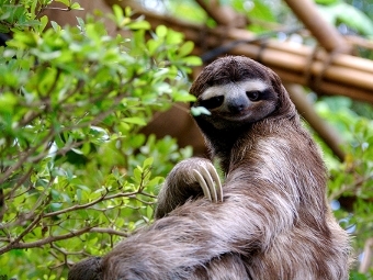   Bradypus variegatus.  Sergiodelgado