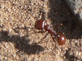 Pogonomyrmex barbatus.    ebert.pl