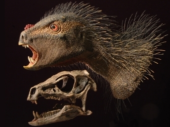 Pegomastax africanus  Tyler Keillor